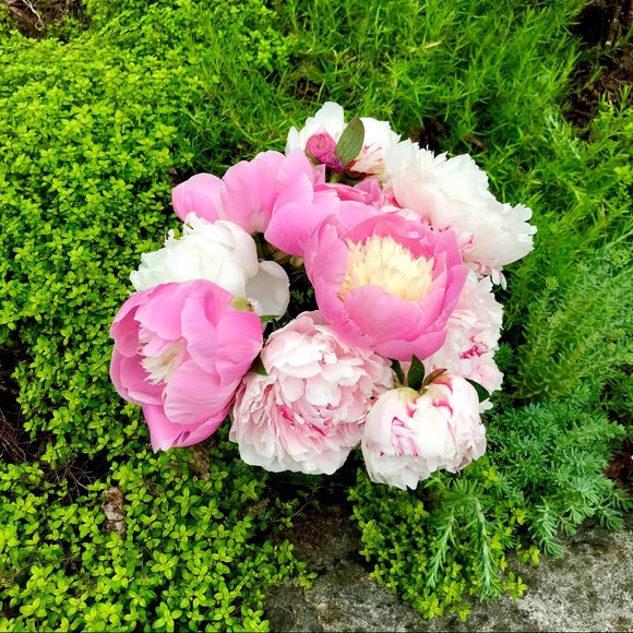 Meet your Posher, Lauren - Picture 4 of 8